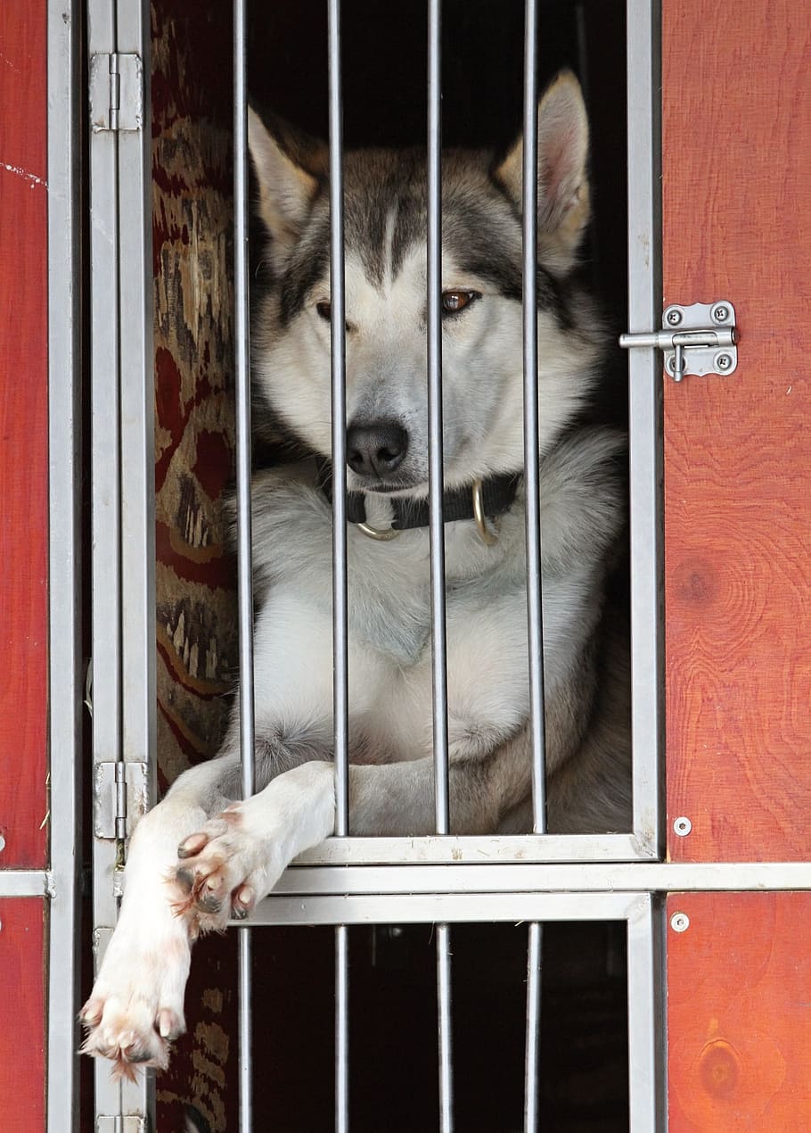 Husky, Dog, White, Face, Eyes, Fur, animal, snow dog, blue eyes, HD wallpaper