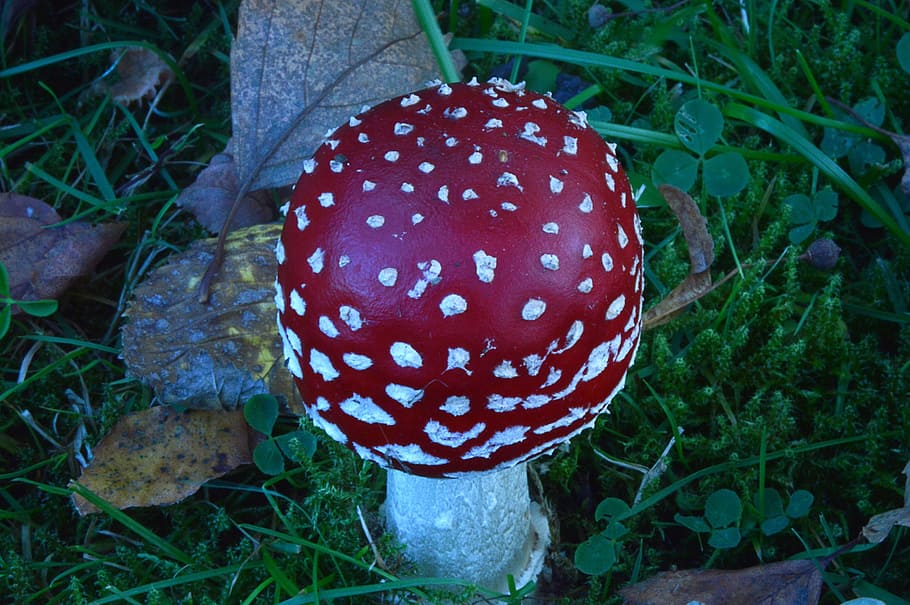 fly agaric, red, toxic, moss, mushroom, fungus, growth, plant HD wallpaper