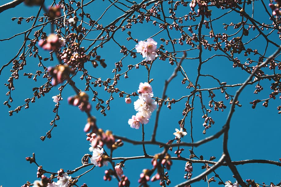 photography of cherry blossoms outdoors, pink and white petal blossom HD wallpaper