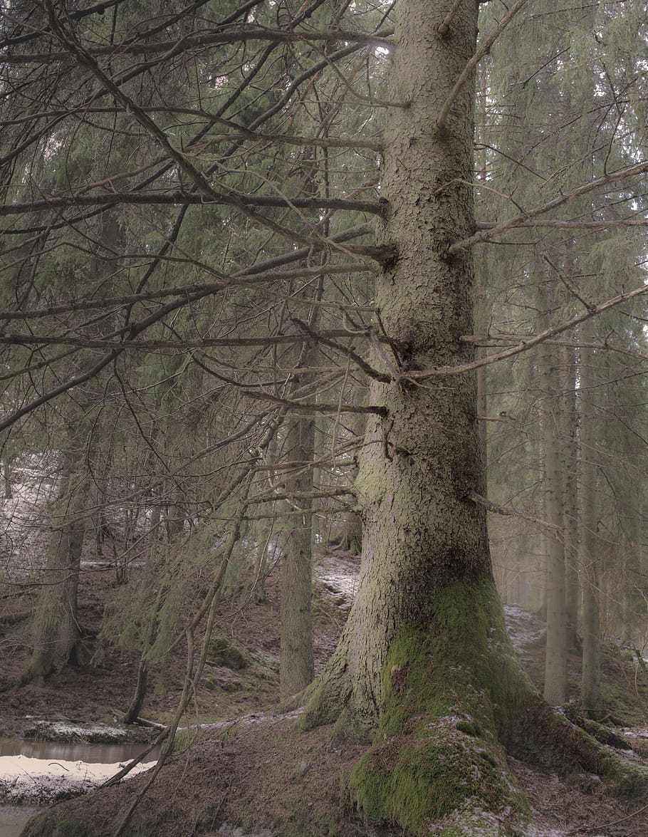 forest, atmosphere, nature, beautifully, mist, sweden, tree HD wallpaper