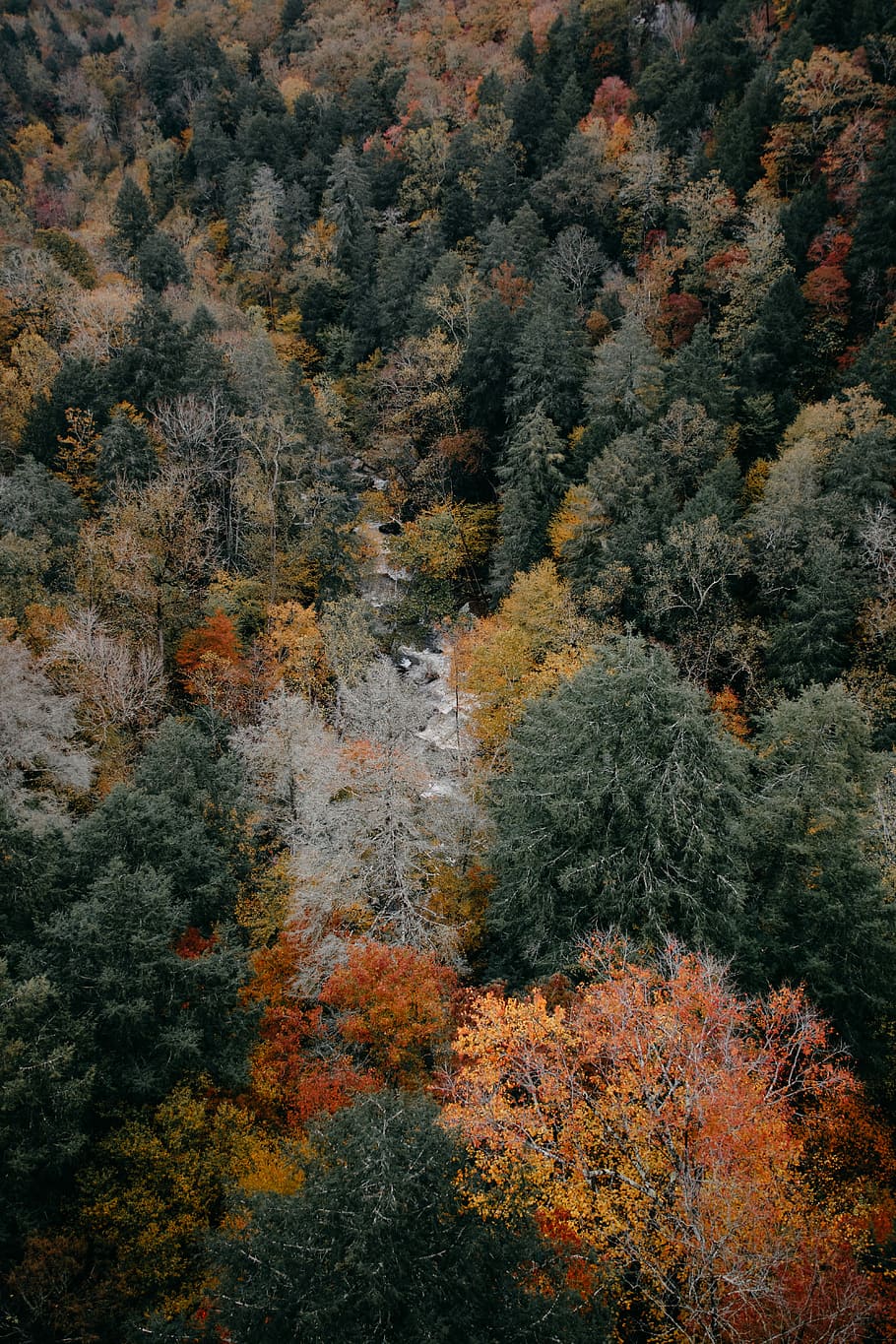 aerial photography of woods, birds eyeview of jungle, forest HD wallpaper