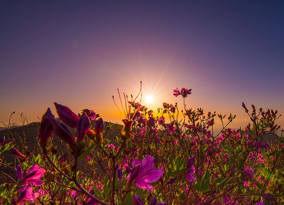 purple azalea flowers in bloom at sunset, nature, summer, heaven, HD wallpaper
