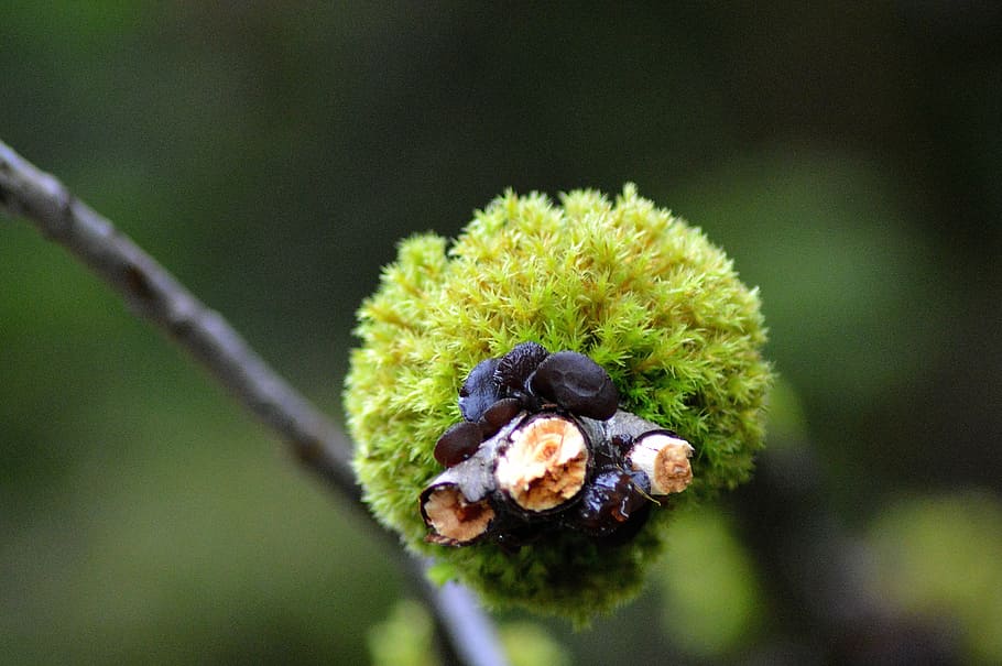moss, forest, autumn, tyrol, austria, nature, close-up, plant HD wallpaper