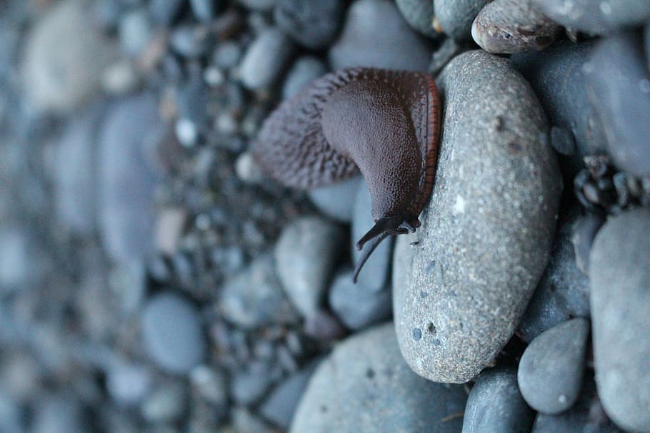 Snail, brown snail on gray pebble, rock, stone, slug, beach, solid HD wallpaper