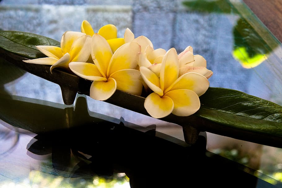 HD wallpaper: plumeria, flowers, frangipani, yellow, exotic, five petals |  Wallpaper Flare