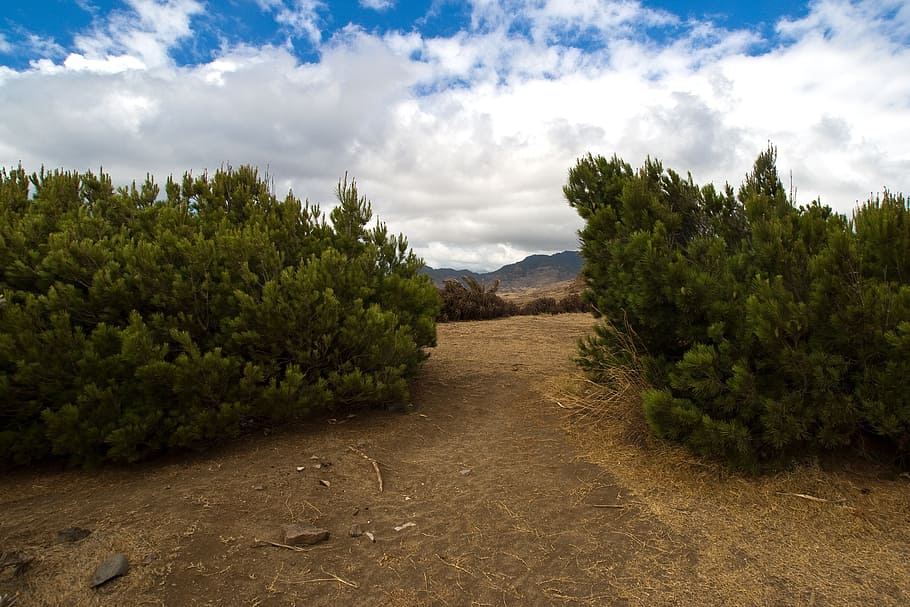 madeira, pine, forest, cloud - sky, plant, tree, growth, the way forward HD wallpaper