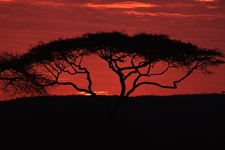silhouette photograph of tree, sunset, sky, summer, nature HD wallpaper