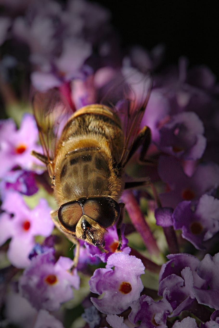 hoverfly, summer lilac, macro, flower, flowering plant, fragility HD wallpaper