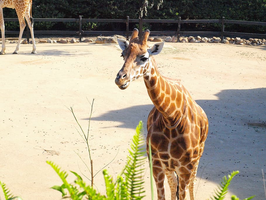 Giraffe, Taronga, Zoo, Wildlife, Zoology, species, environment