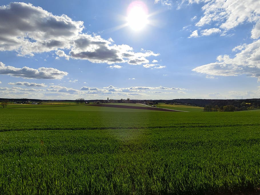 landscape, fields, cornfield, agriculture, rural, gegelicht HD wallpaper