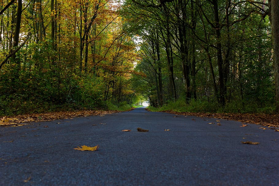 forest, road, trees, nature, autumn, asphalt, dorsten, mood HD wallpaper