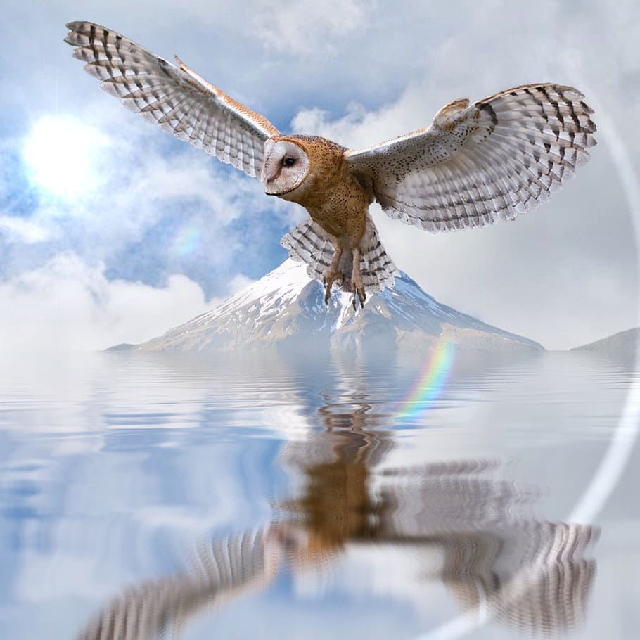 owl, water, sky, animal, animal themes, flying, animals in the wild HD wallpaper