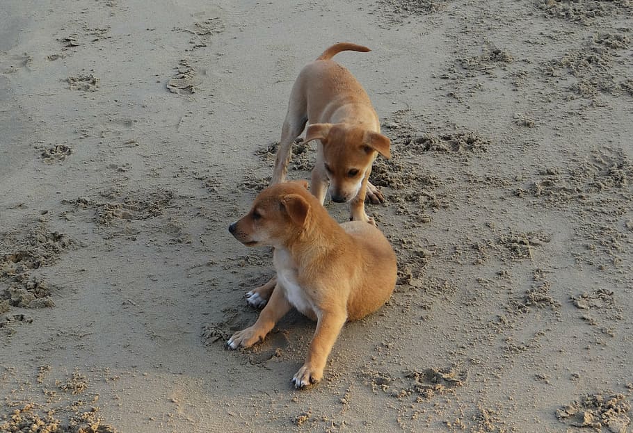 puppy, beach, sand, playing, pet, dog, animal, canine, cute HD wallpaper