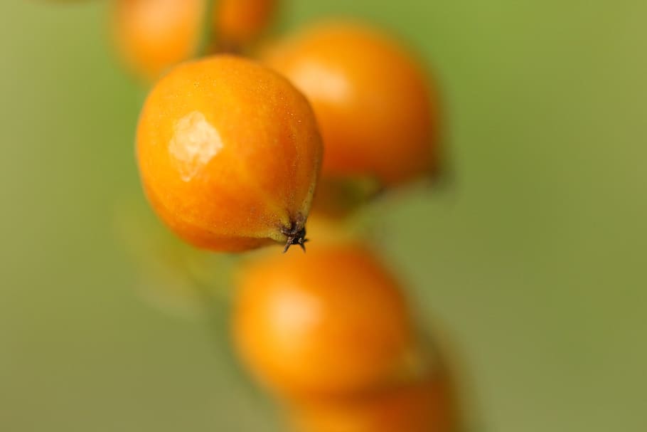 nature, leaf, fruit, food, orange, organic, natural, green HD wallpaper