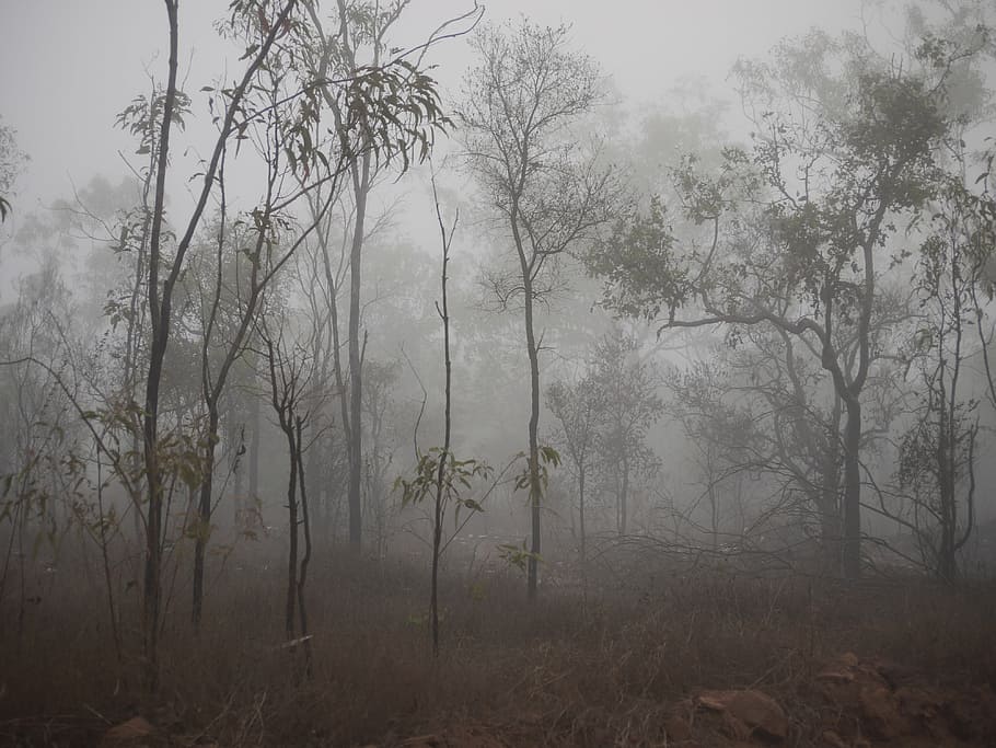 forest with fogs, spooky, trees, mist, dark, nature, landscape HD wallpaper