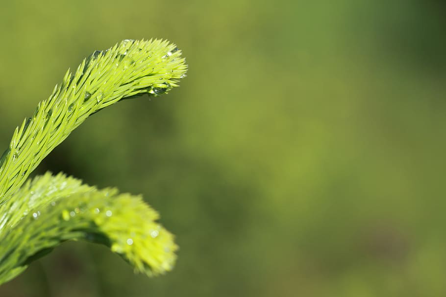 Background, Branch, Close-Up, Conifer, detail, fir, fresh, green HD wallpaper