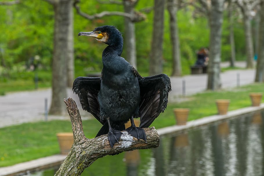 bird, cormorant, wing, zoo, animal, nature, water bird, large HD wallpaper
