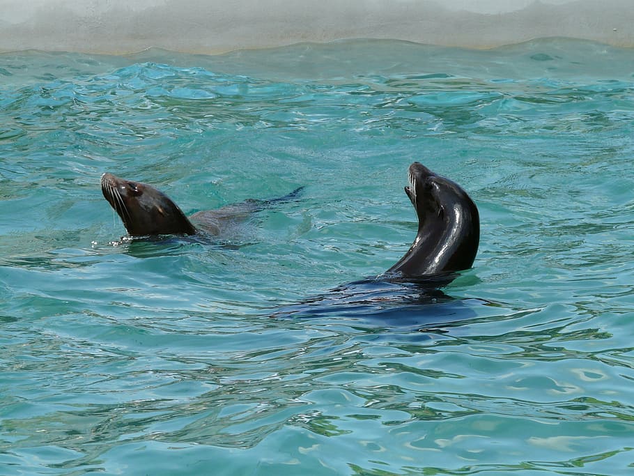 california sea lion, seal pelts, water, play, wet, splashing, HD wallpaper