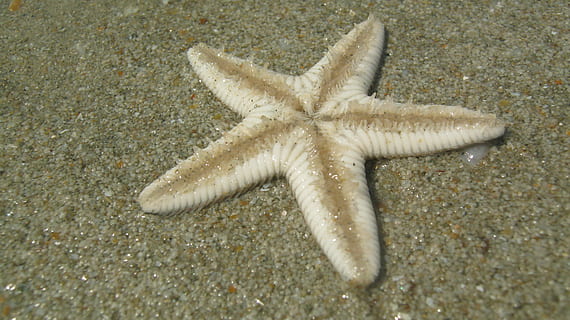 Starfish, Beach, Goa, India, Sand, vacation, holiday, water HD wallpaper