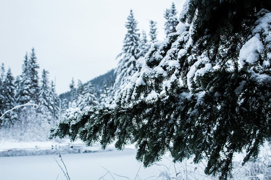 evergreensand a frozen lake, snow covered tree during daytime HD wallpaper