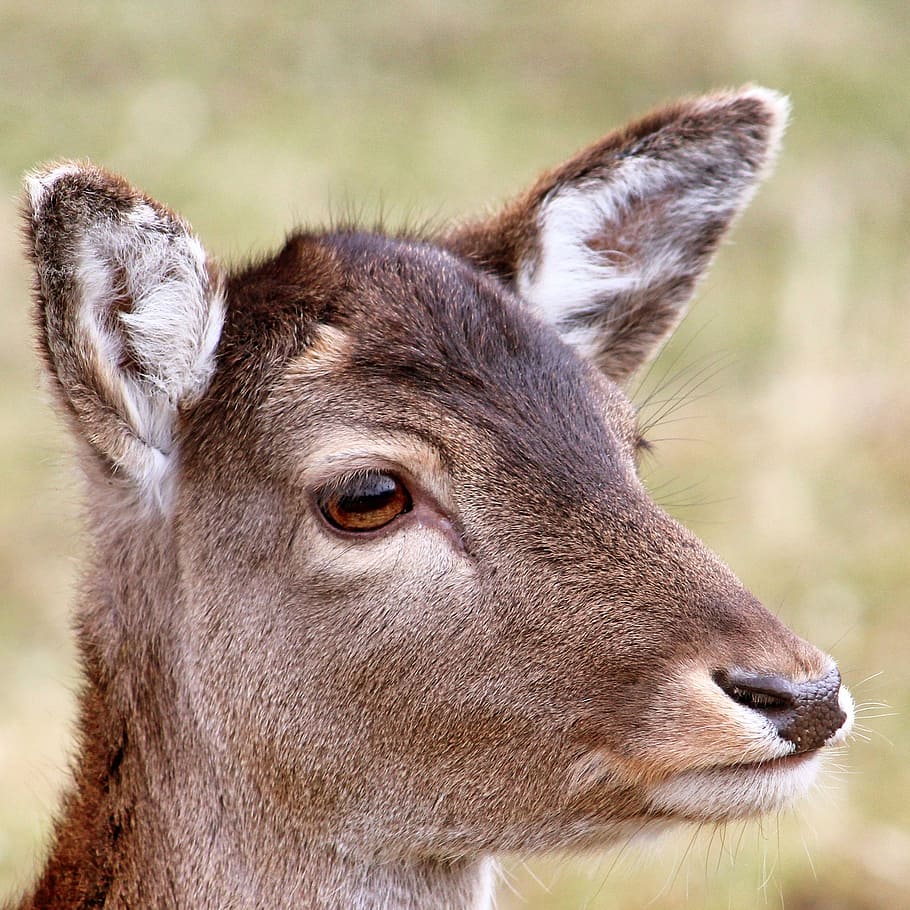 roe deer, forest, wild, nature, animal, scheu, fallow deer HD wallpaper