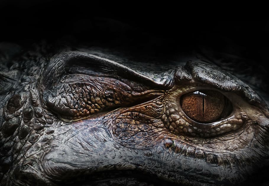 closeup photo of animal, eye, alligator, reptile, nature, predator