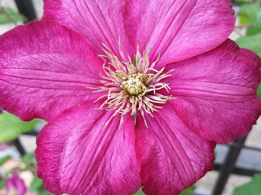 Clematis, Flower, Arrangement, balcony flower, petal, flower head