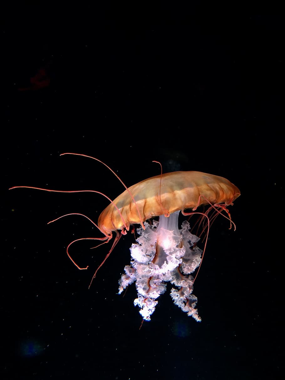 brown and white jelly fish 3D wallpaper, brown and white jellyfish HD wallpaper