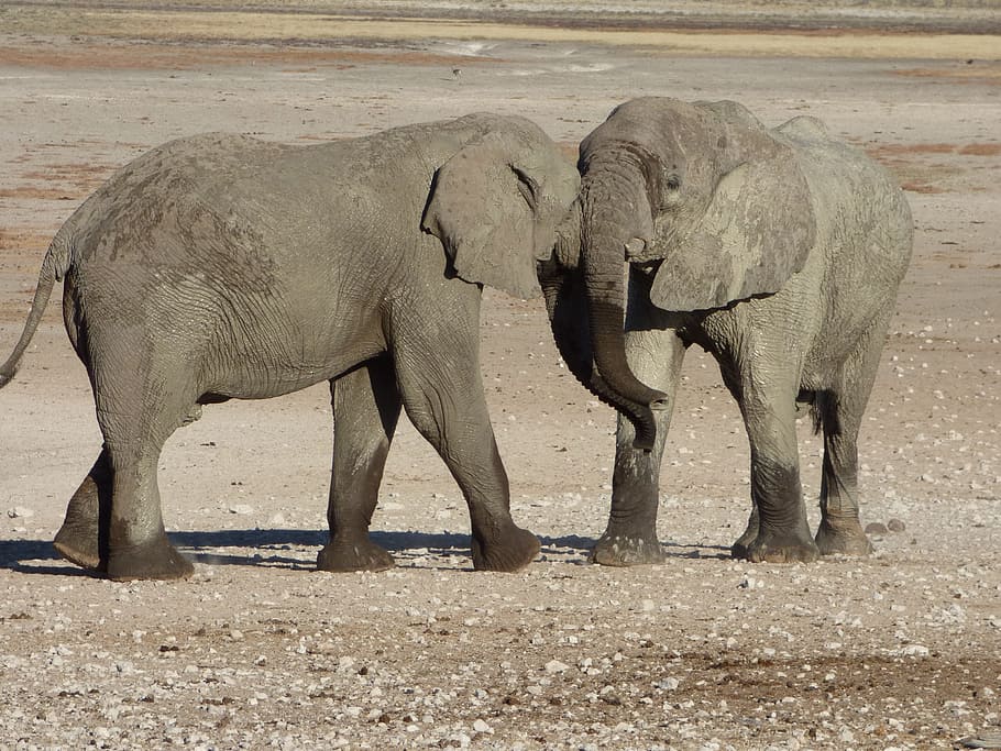 africa, namibia, animals, elephants, animal themes, mammal HD wallpaper