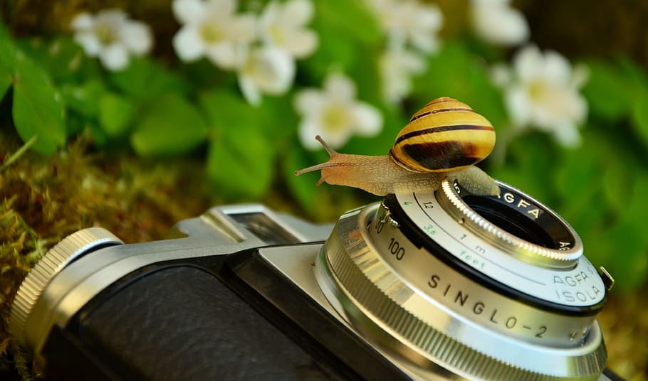 snail on gray and black compact camera, old antique, agfa, agfa isola