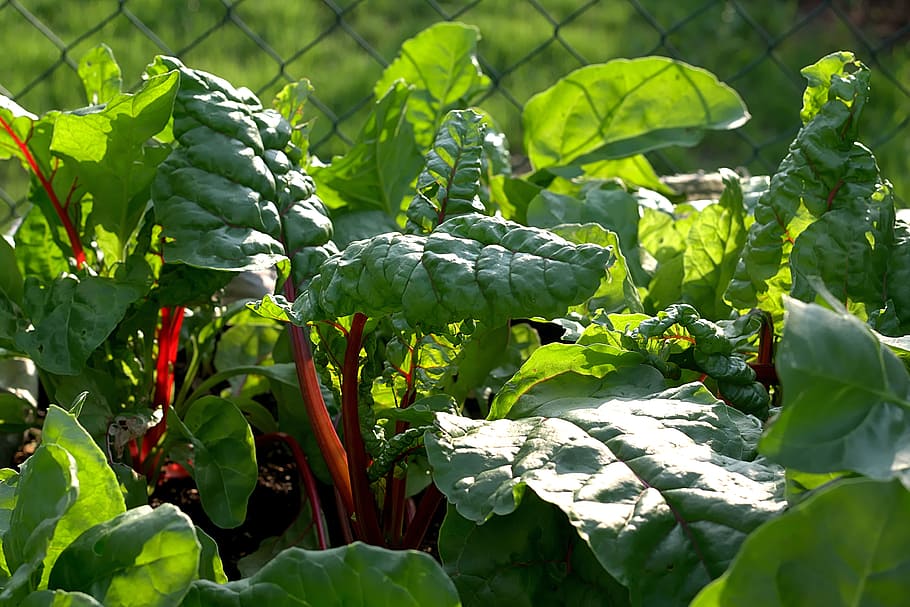 close-up photo of green leaf plants, Chard, Leaves, Vegetables HD wallpaper