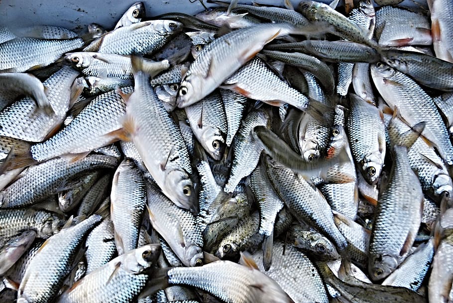 raba, fish, white fish, roach, harvesting, south bohemia, ledenice HD wallpaper