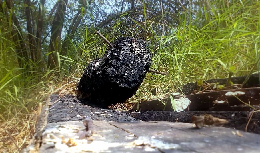 charcoal, ash, wood, fire wood, burned, black, plant, nature HD wallpaper