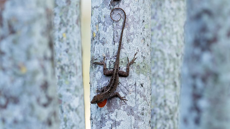 brown, anole, lizard, reptile, tropical, green, crawling, florida HD wallpaper