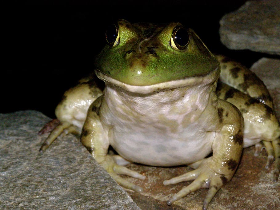Frog, Toad, Amphibian, Animal, green, nature, wildlife, reptile, HD wallpap...