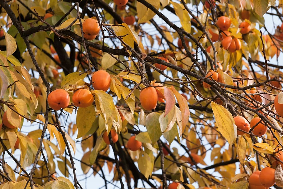 Persimmon, Tree, Fruit, Nature, autumn, natural, branch, ripe, HD wallpaper