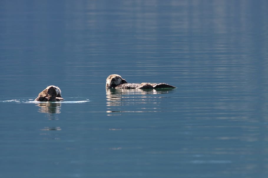 Sea Otters, Swimming, Water, floating, marine, fur, wildlife, HD wallpaper