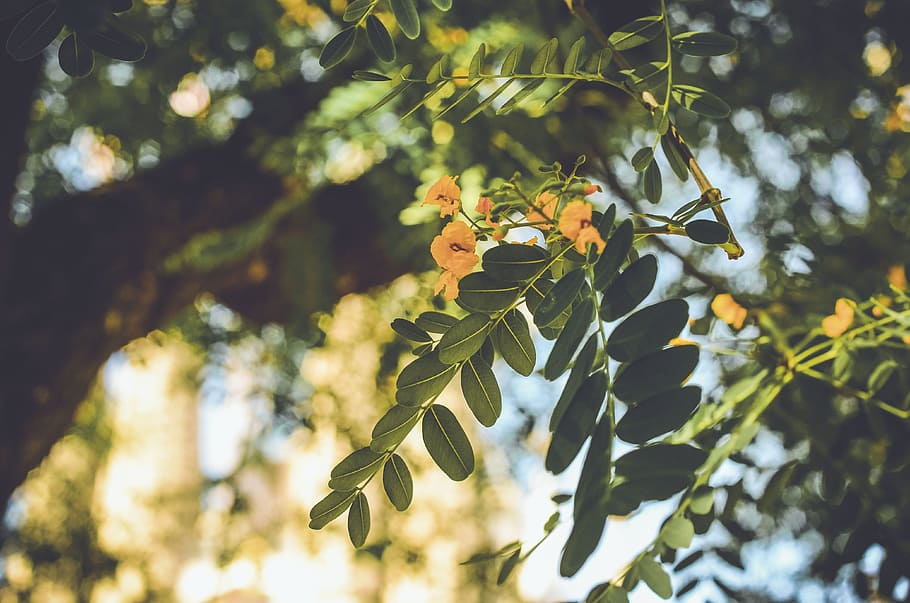 nature, leaves, green, trees, bokeh, flower, plant, leaf, plant part HD wallpaper