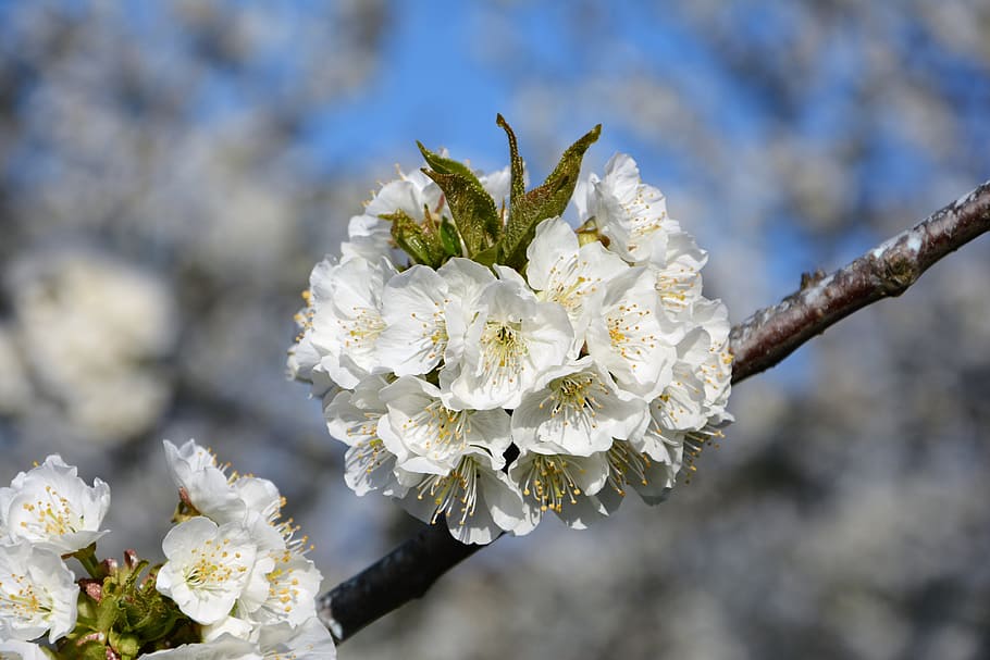 Cherry, Flower, Sprig, Spring, Nature, spring flowers, garden HD wallpaper