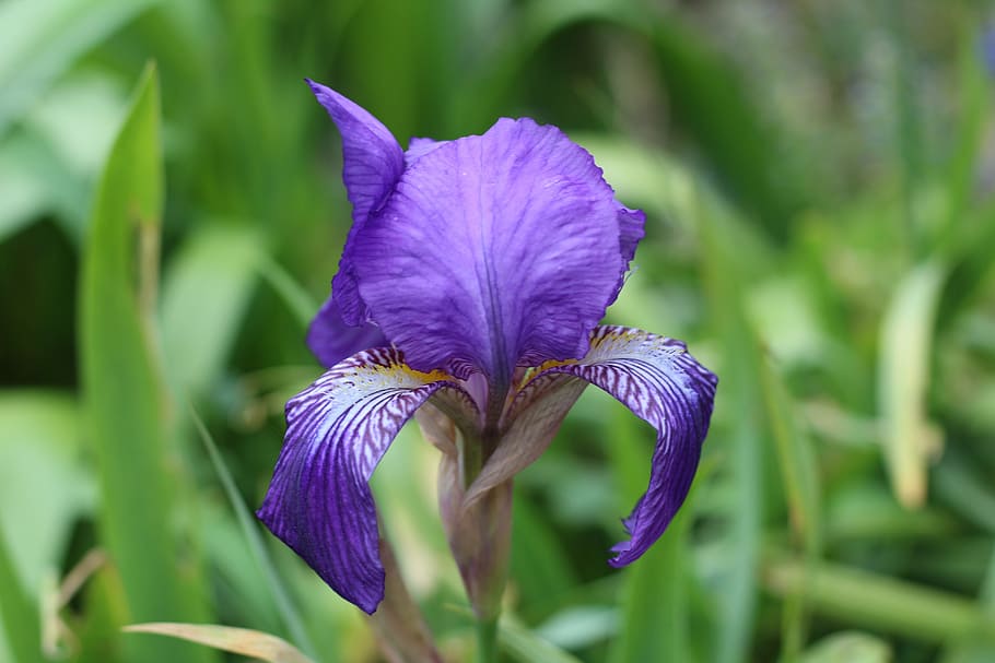 iris, blue flower, spring flower, spring bulb, nature, flora HD wallpaper