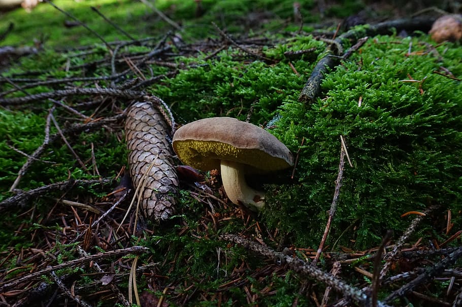 mushroom, forest, pine cones, moss, branches, tap, green, gathering HD wallpaper