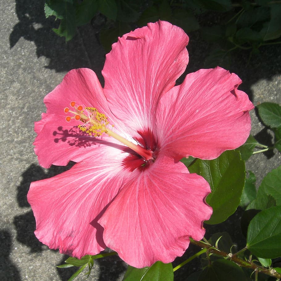 flower, bloom, red, spring, blossom, blooming, petal, flora HD wallpaper
