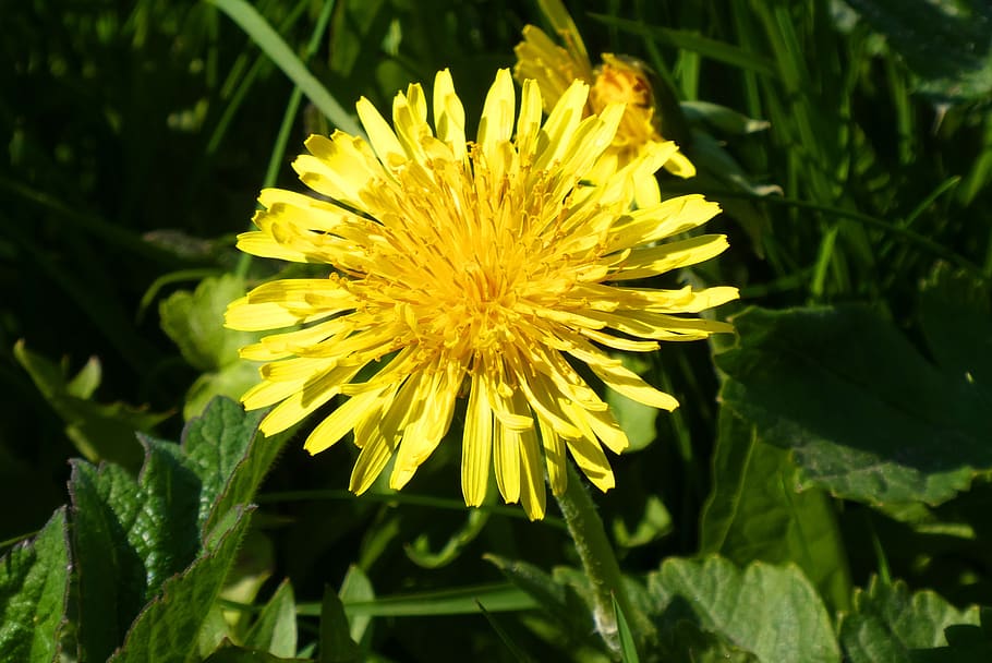 dandelion, berm, flower, spring, botany, bloom, weeds, yellow HD wallpaper