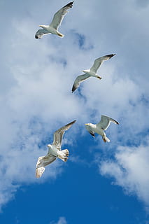 four flying white birds, seagull, wing, blue, nature, clouds HD wallpaper
