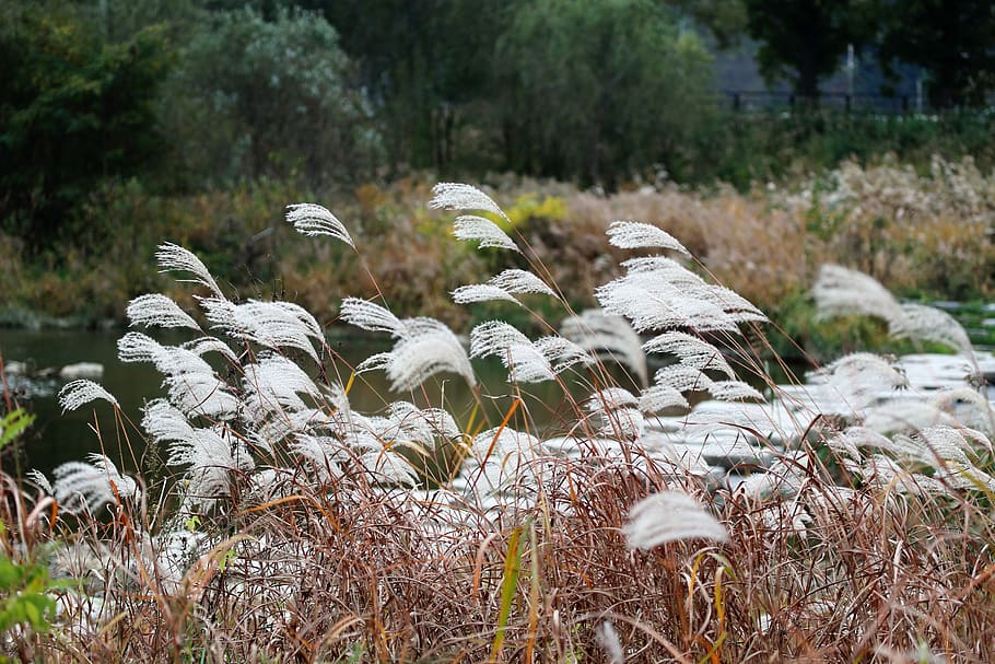 autumn, silver grass, reed, silver pool, wind, in autumn, walk HD wallpaper