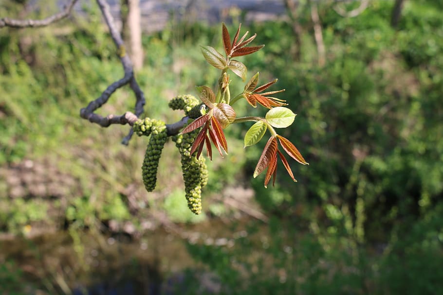 spring, nut, nature, leaf shoots, plant, flower, growth, flowering plant HD wallpaper
