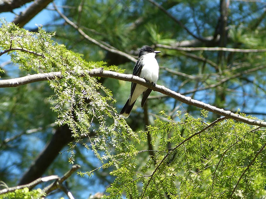 Eastern Kingbird, Wildlife, perching, flycatcher, nature, animal