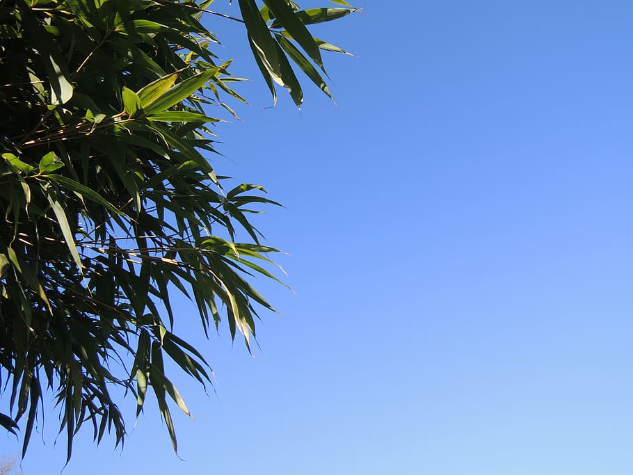 tree at daytime, Air, Branches, Bamboo, blue, low angle view HD wallpaper