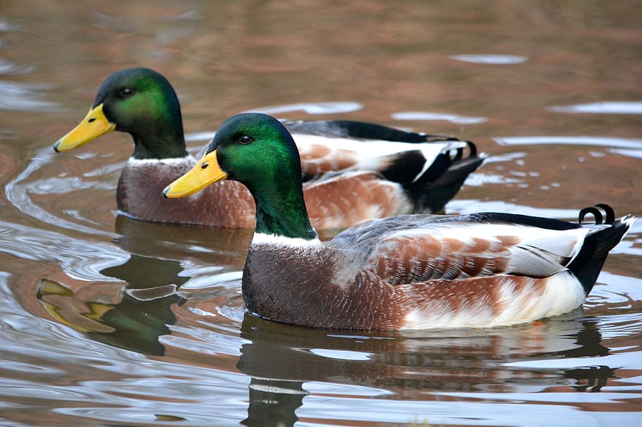 two male Mallard ducks floating on body of water, birds, nature HD wallpaper