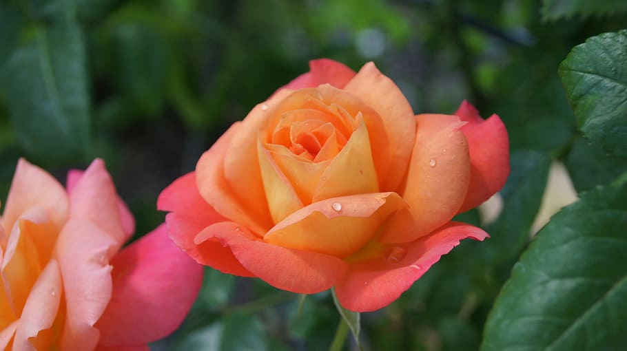 map, rose, nature, flower, flowering plant, petal, beauty in nature HD wallpaper